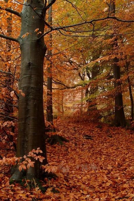 El Otoño me inspira!!