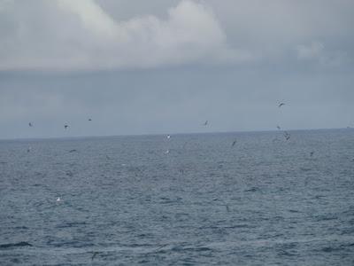 El festín de los alcatraces