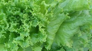 El mildiu de la lechuga El mildiu de la lechuga