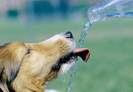 8 Pasos sencillos y efectivos que debes seguir para tratar el vómito en perros