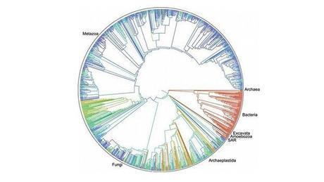 El árbol de la vida con todas las especies ha sido publicado (y es de código abierto)