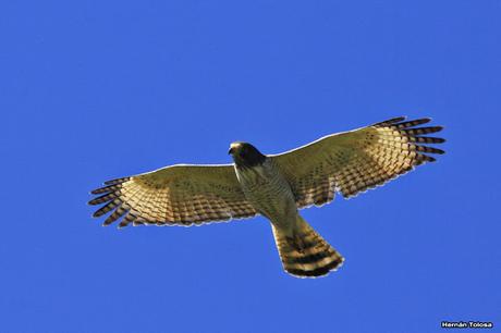 Garganchillo planeando