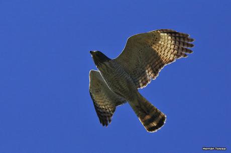 Garganchillo planeando