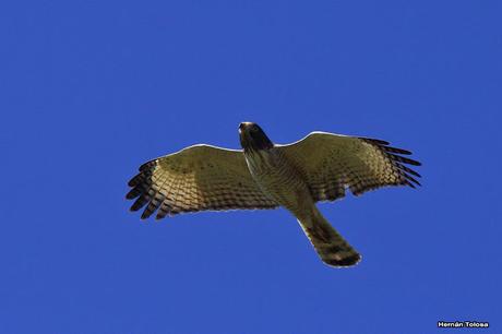 Garganchillo planeando