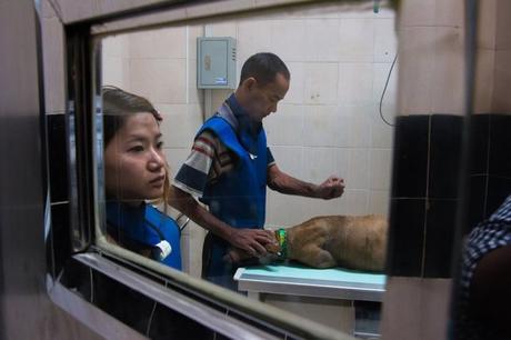 Refugio de perros callejeros en Birmania