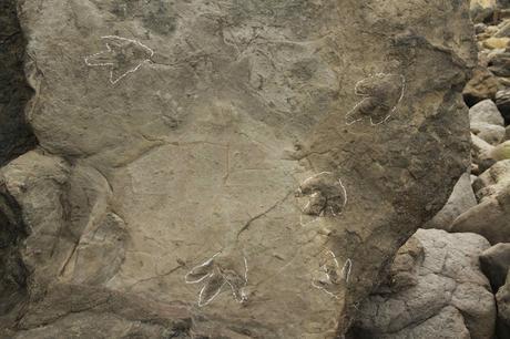 Huellas de dinosaurio en Tereñes