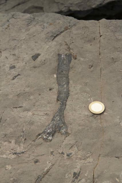 Huellas de dinosaurio en Tereñes