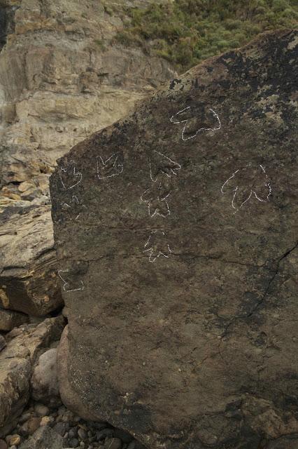 Huellas de dinosaurio en Tereñes