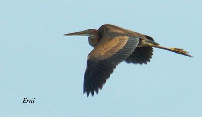 MARCHÓ LA AGUJETA...