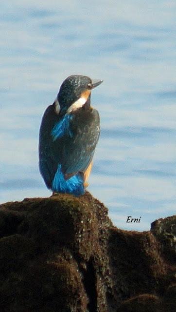 MARCHÓ LA AGUJETA...