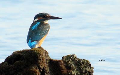MARCHÓ LA AGUJETA...