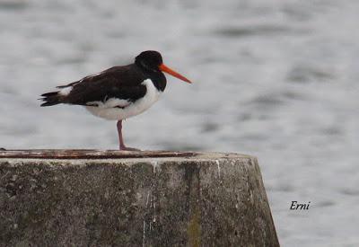 MARCHÓ LA AGUJETA...