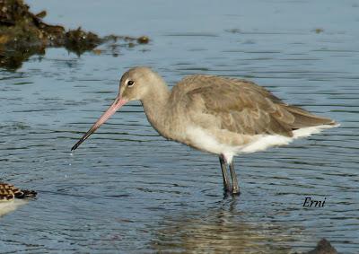 MARCHÓ LA AGUJETA...