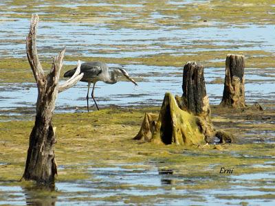 MARCHÓ LA AGUJETA...