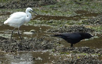 MARCHÓ LA AGUJETA...