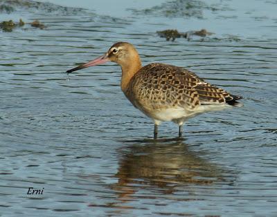 MARCHÓ LA AGUJETA...
