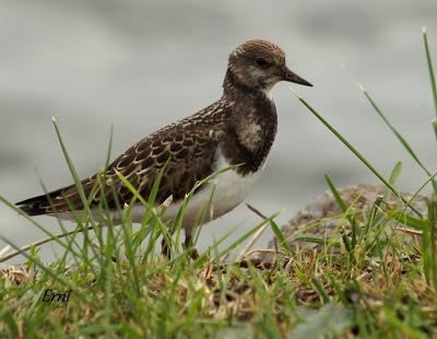 MARCHÓ LA AGUJETA...