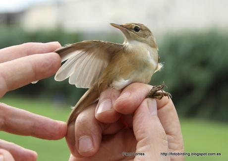 Acrocephalus scirpaceus