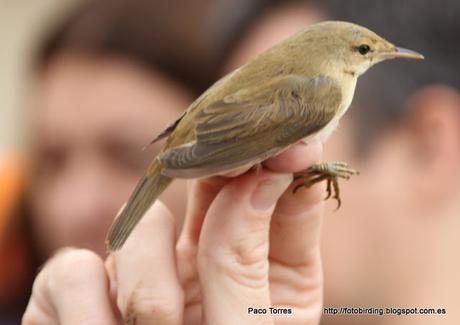 Acrocephalus scirpaceus