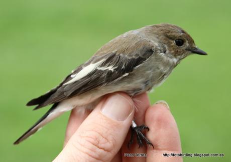 Ficedula hypoleuca ♂