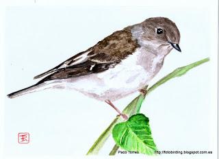 Ficedula hypoleuca ♂