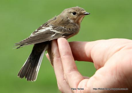 Ficedula hypoleuca ♂