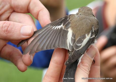 Ficedula hypoleuca ♂