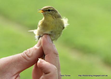 Phylloscopus trochilus