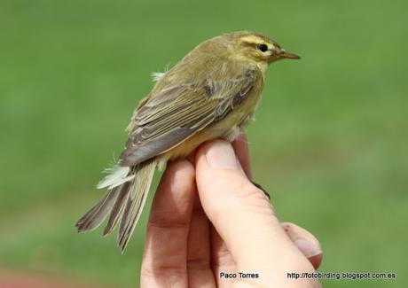 Phylloscopus trochilus