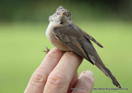 Sylvia cantillans ♂