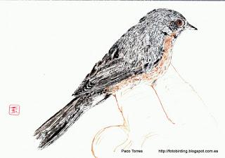 Sylvia cantillans ♂