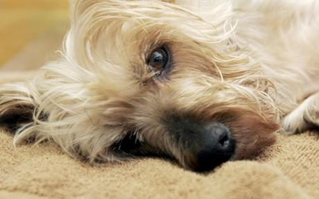 ¿Cómo saber si tu perro esta envenenado? 20 síntomas de envenenamiento en perros