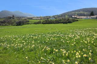 Todo el Campo es orégano