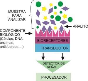 Partes de un biosensor