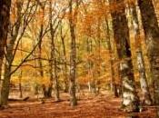 Otoño