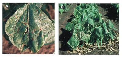 Pseudomonas dañando plantas adaptado de HIRANO & Upper 200
