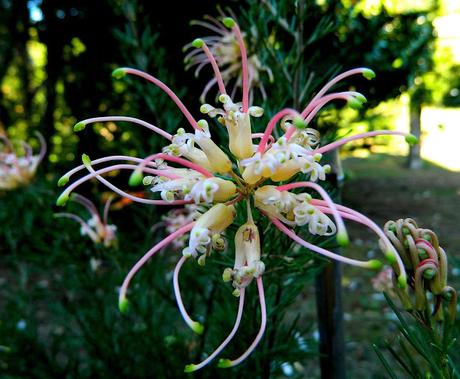 El jardín de La Saleta en Verano y otoño, del 1 al 30 de septiembre de 2015. Saleta's Garden in summer and autumn, September 1-30, 2015.