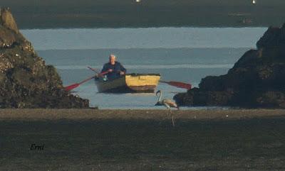 FLAMENCO COMÚN (Phoenicopterus roseus) EN COLINDRES