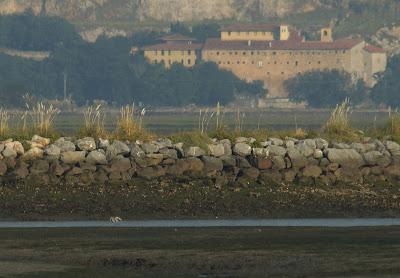 FLAMENCO COMÚN (Phoenicopterus roseus) EN COLINDRES
