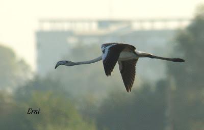FLAMENCO COMÚN (Phoenicopterus roseus) EN COLINDRES