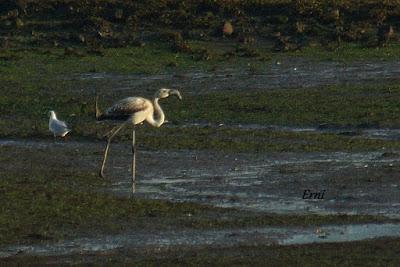 FLAMENCO COMÚN (Phoenicopterus roseus) EN COLINDRES