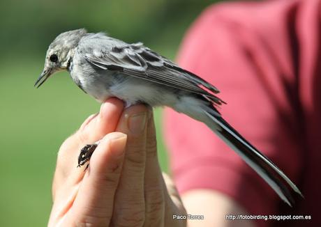 Motacilla alba