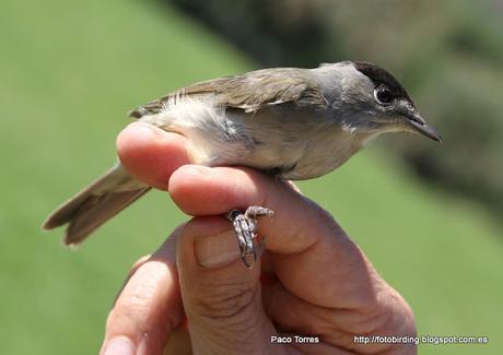 Sylvia atricapilla (♂)