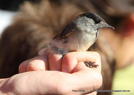 Sylvia atricapilla (♂)