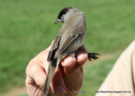 Sylvia atricapilla (♂)