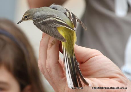 Motacilla cinerea