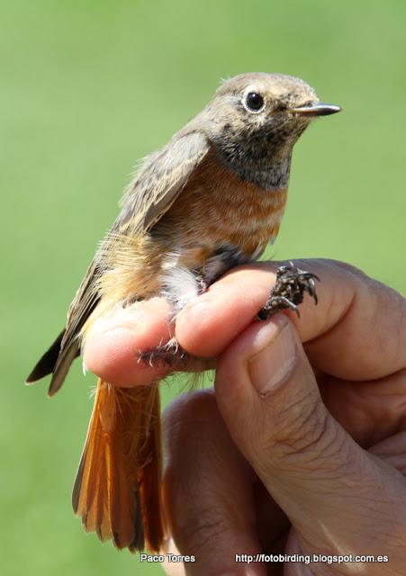 Phoenicurus phoenicurus, ♀, juv.