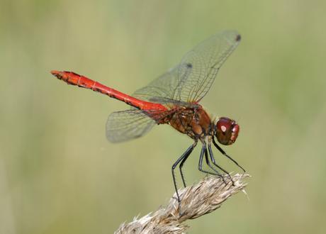 sympetrum-sanguineum-cincodays-com