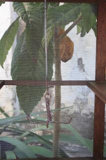 Utensilios, Aperos y Máquinas del Ayer. La Fresquera