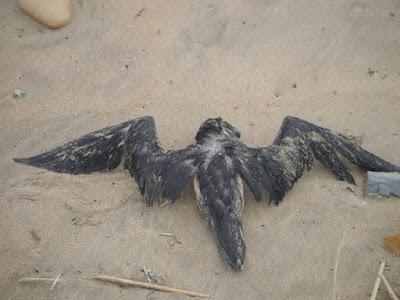 El precio de la migración